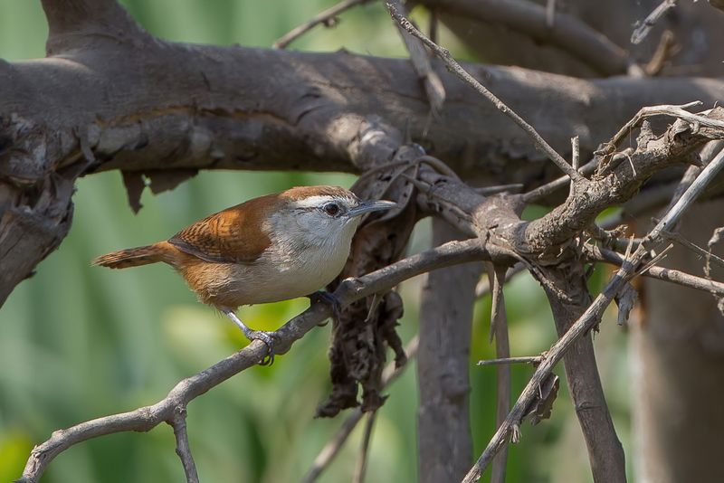 Superciliated Wren