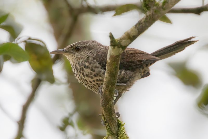 Thrush-like Wren