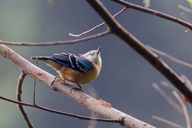 Beautiful Nuthatch