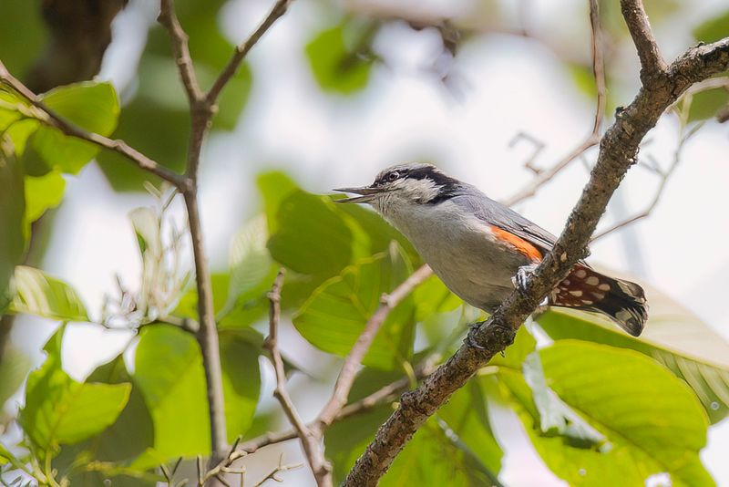 Chestnut-vented Nuthatch