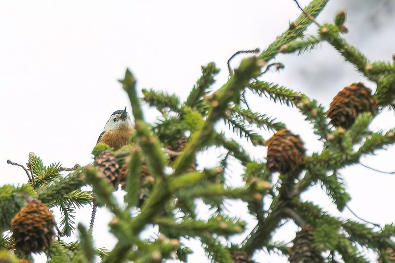 Przevalski's Nuthatch