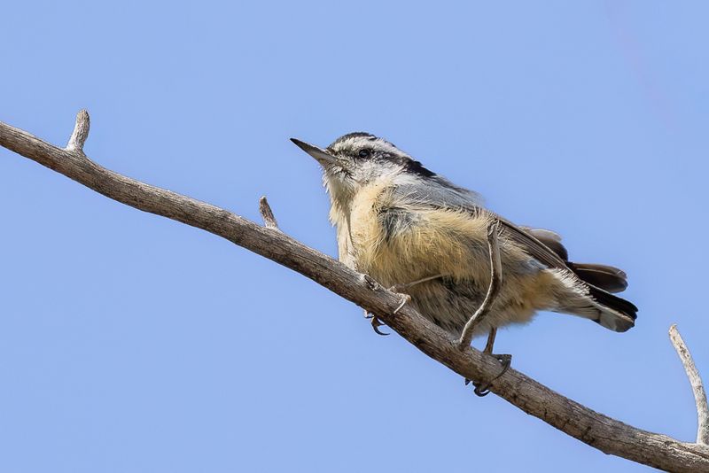 Red-breasted Nuthatch