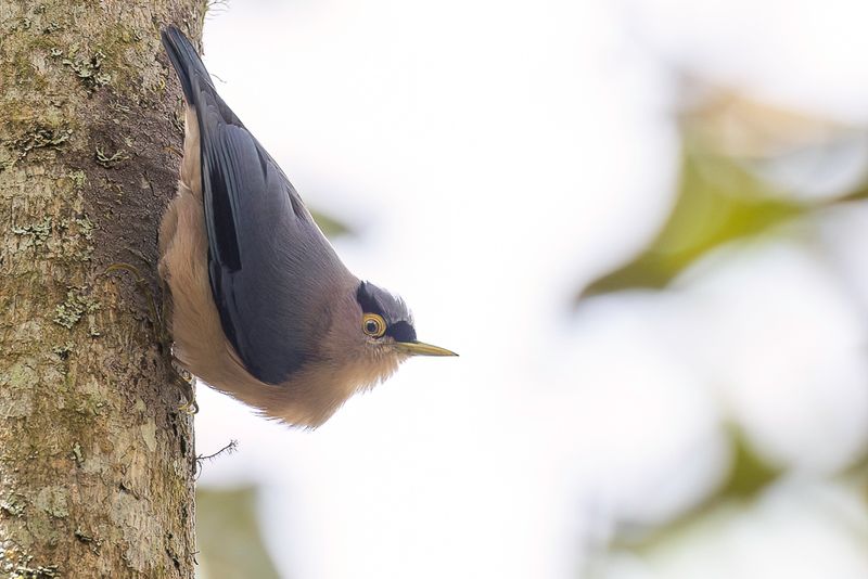 Sulphur-billed Nuthatch