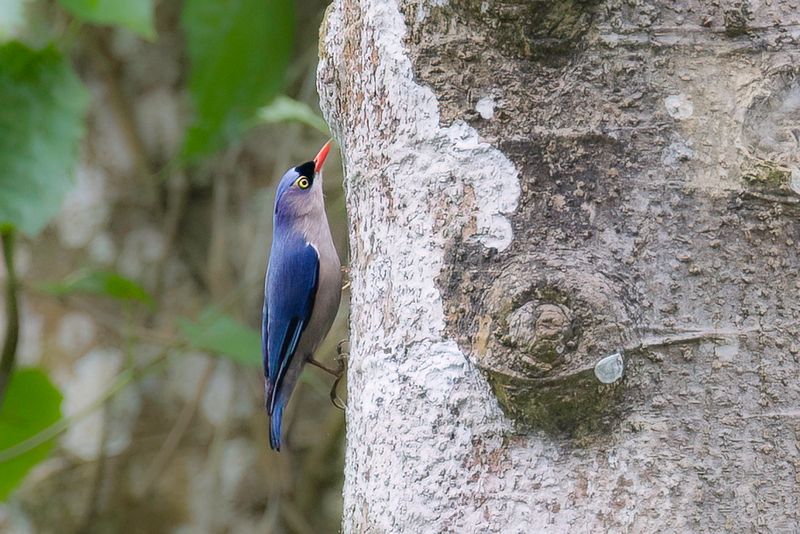 Velvet-fronted Nuthatch