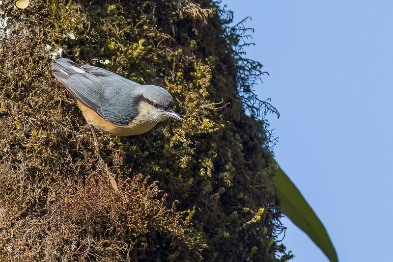 White-tailed Nuthatch