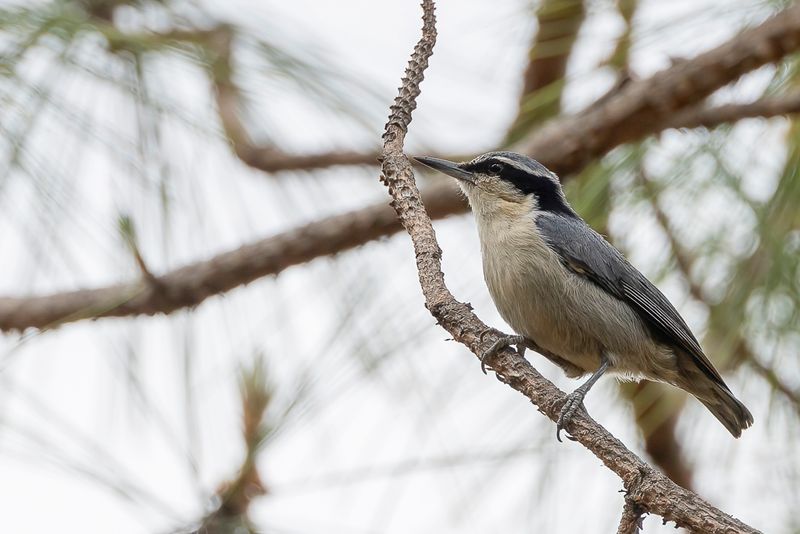 Yunnan Nuthatch