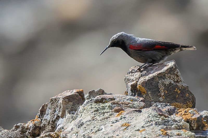 Wallcreeper (m)
