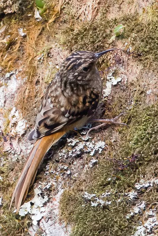 Sikkim Treecreeper