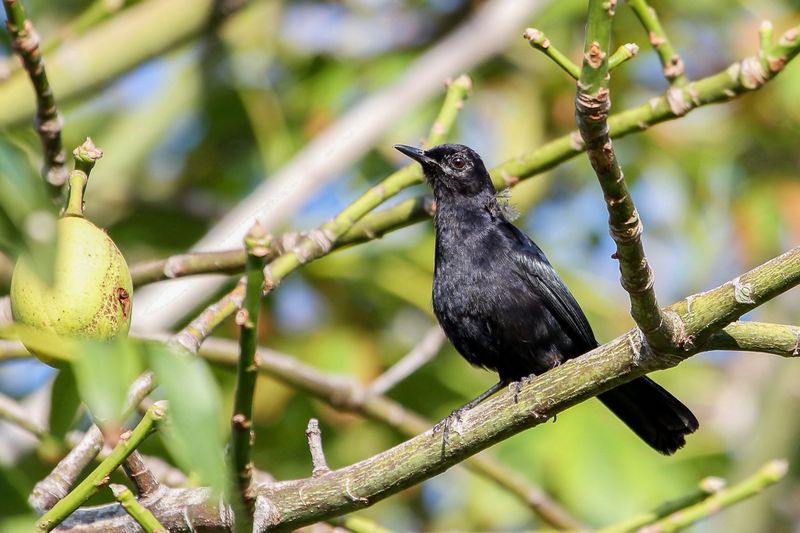 Black Catbird