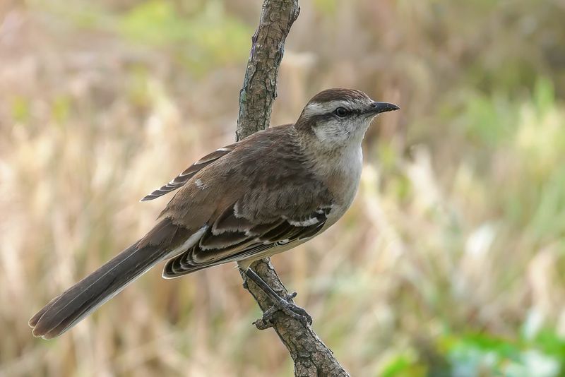 Chalk-browed Mockingbird