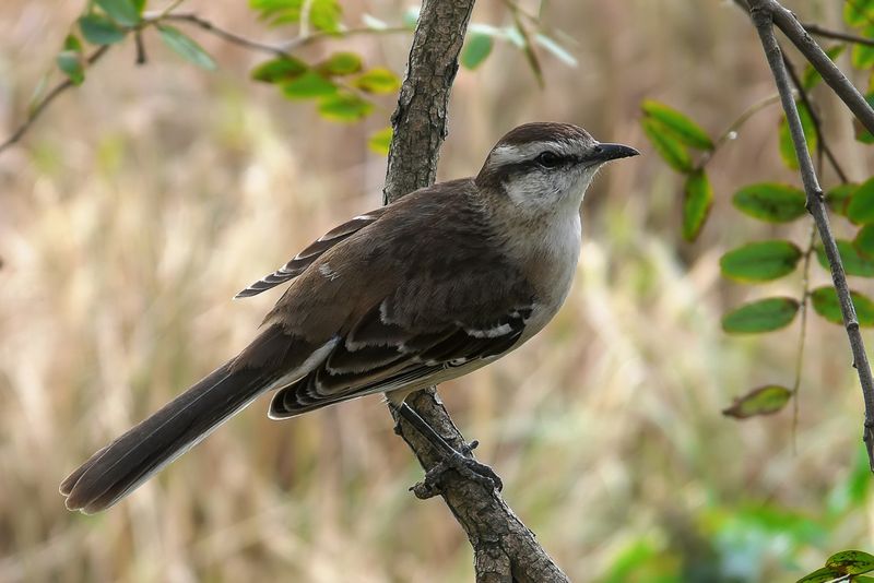 Chalk-browed Mockingbird