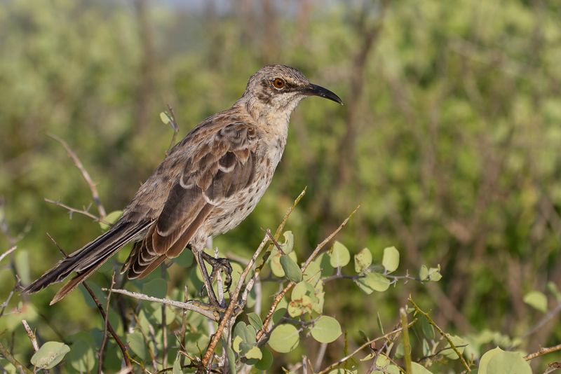 Espanola Mockingbird