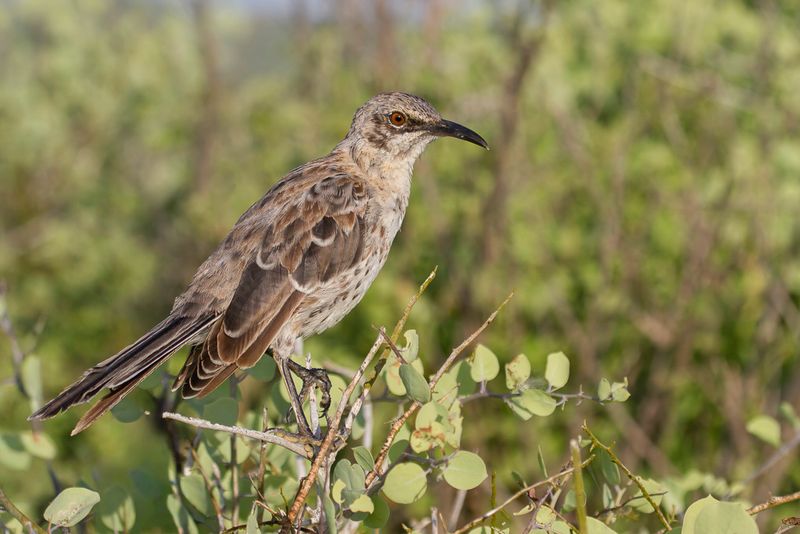 Espanola Mockingbird