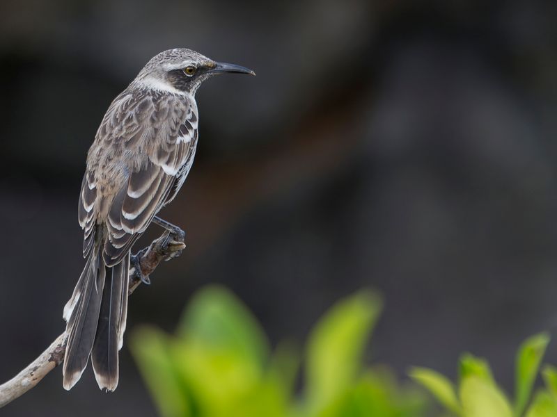 Galapagos Mockingbird