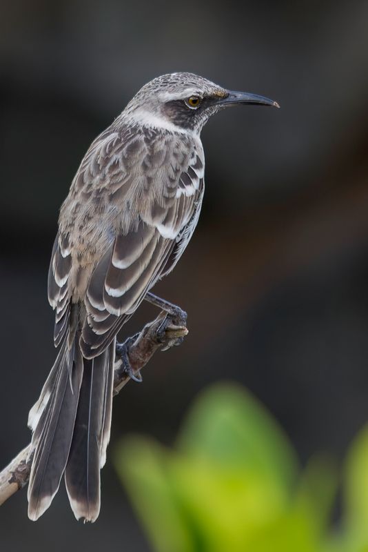 Galapagos Mockingbird