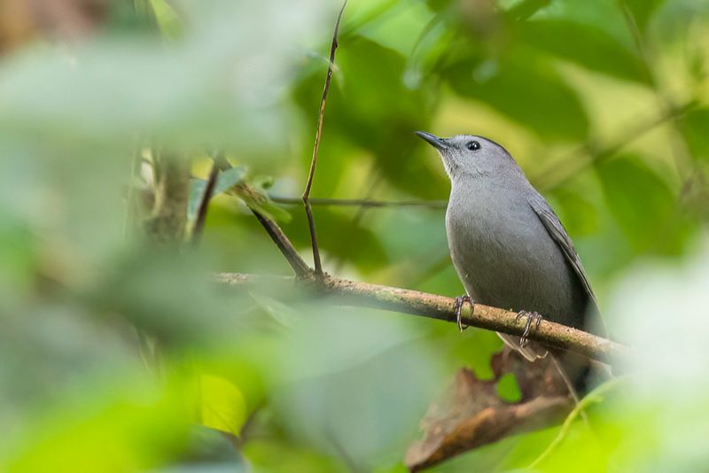 Grey Catbird