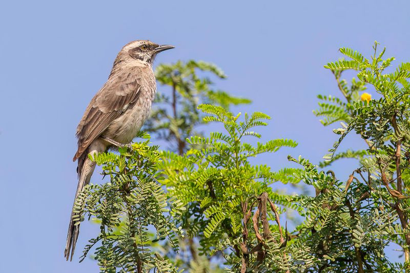 Long-tailed Mockingbird