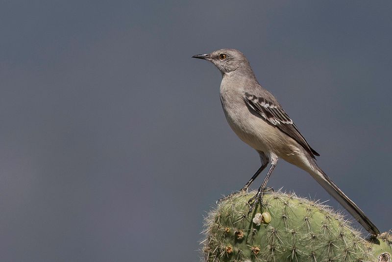 Northern Mockingbird