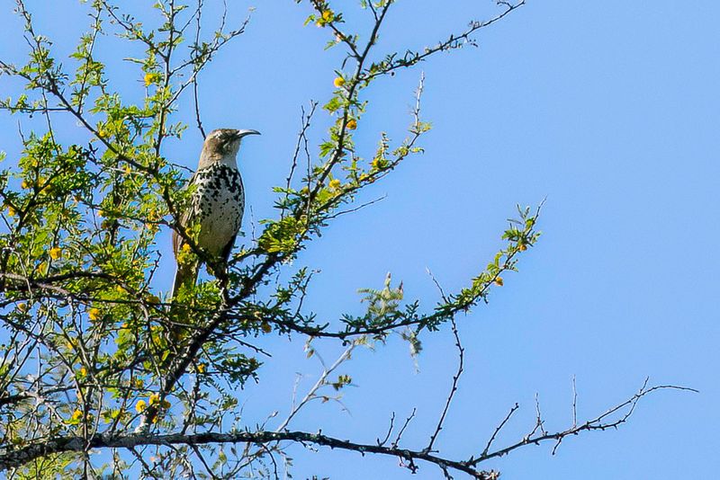 Ocellated Thrasher