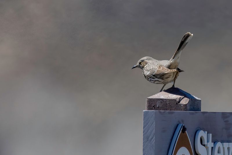 Sage Thrasher