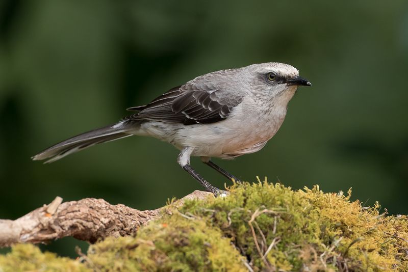 Tropical mockingbird