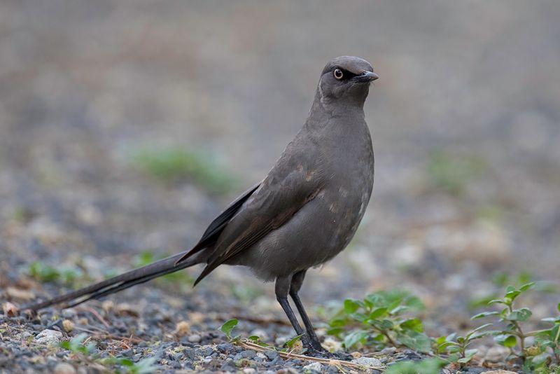 Ashy Starling