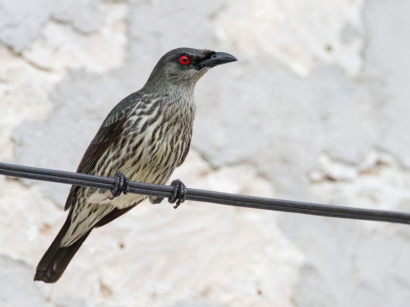Asian Glossy Starling (j)