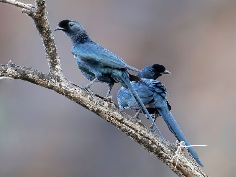 Bristle-crowned Starling