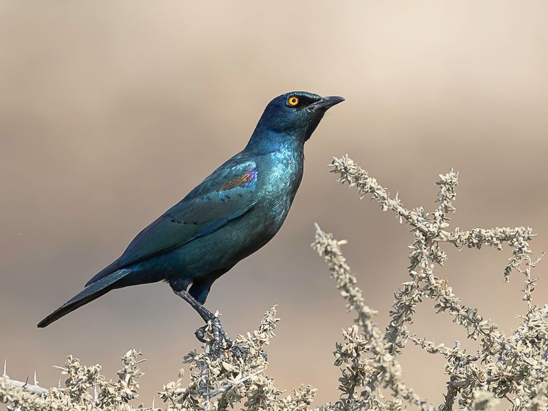 Cape Starling