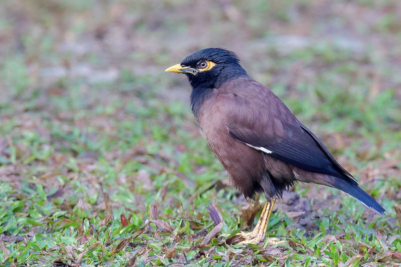 Common Myna