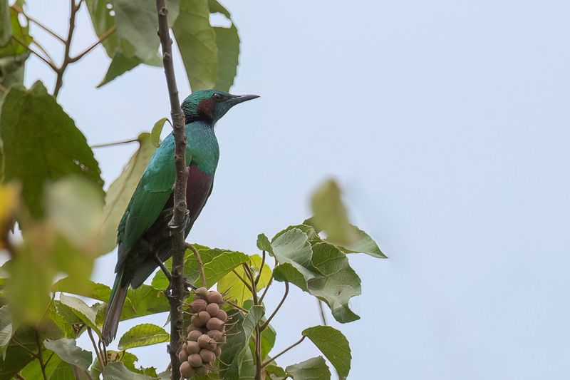 Emerald Starling