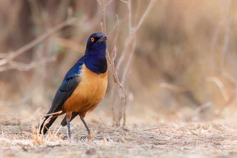 Hildebrandt's Starling