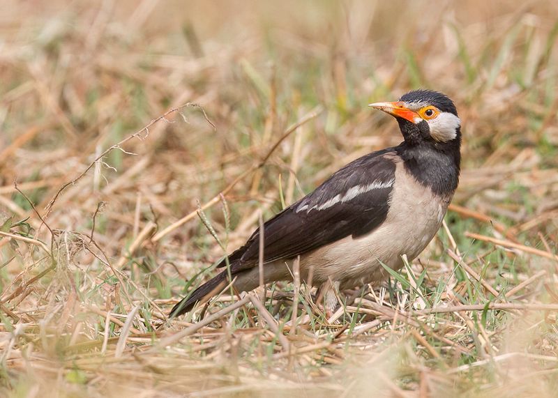 Indian Pied Myna