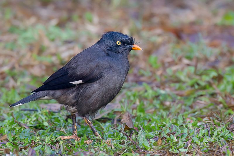 Jungle Myna