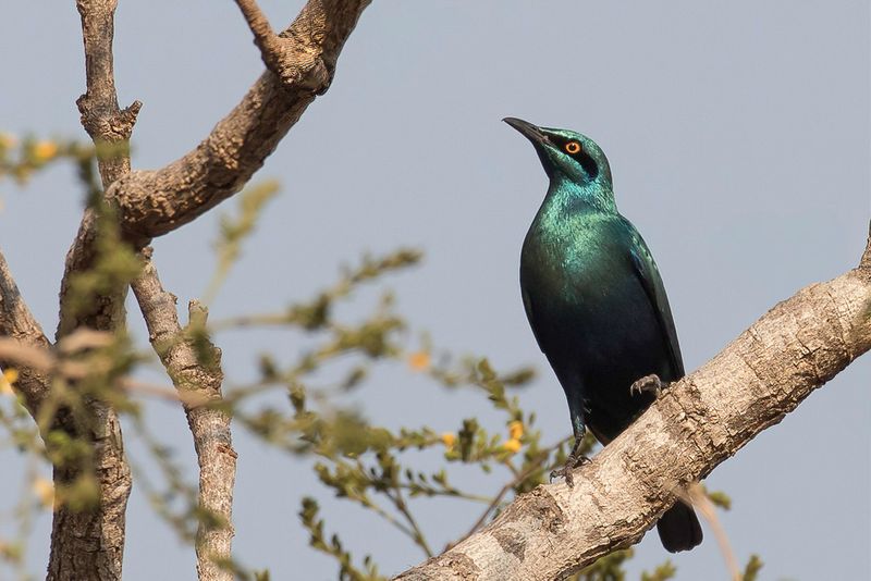 Lesser Blue-eared Starling