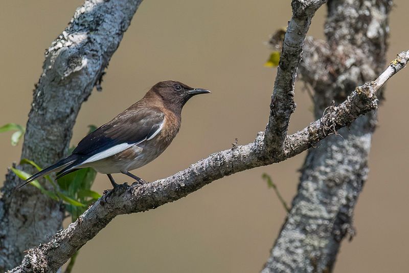 Madagascar Starling (m)
