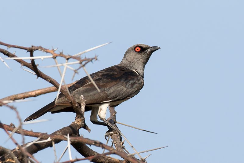 Magpie Starling (f)