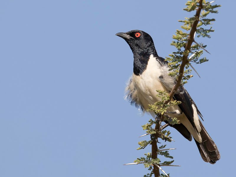 Magpie Starling (m)