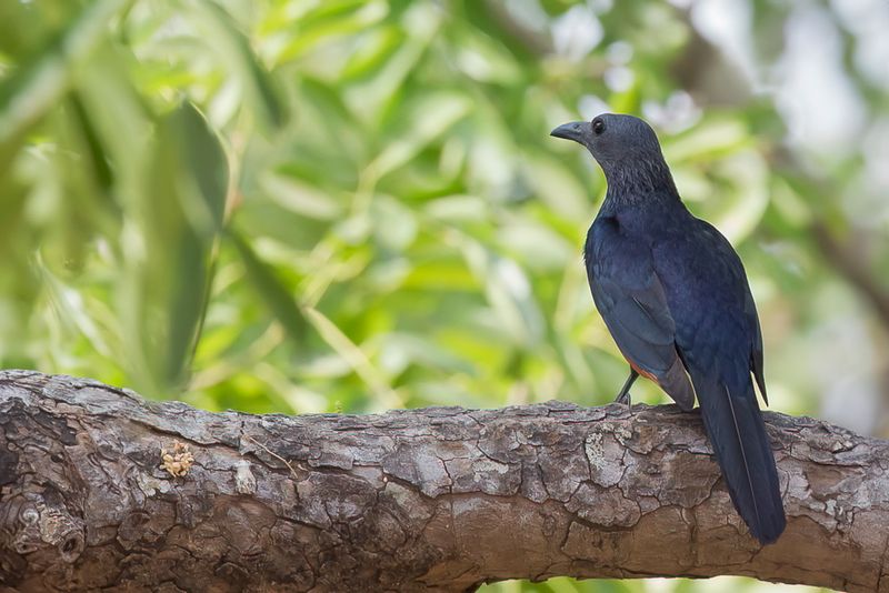 Neumann's Starling (f)
