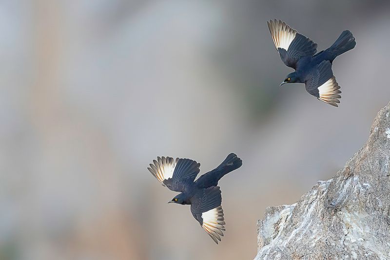 Pale-winged Starling