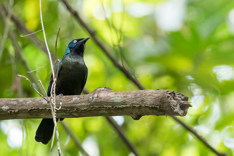 Principe Starling