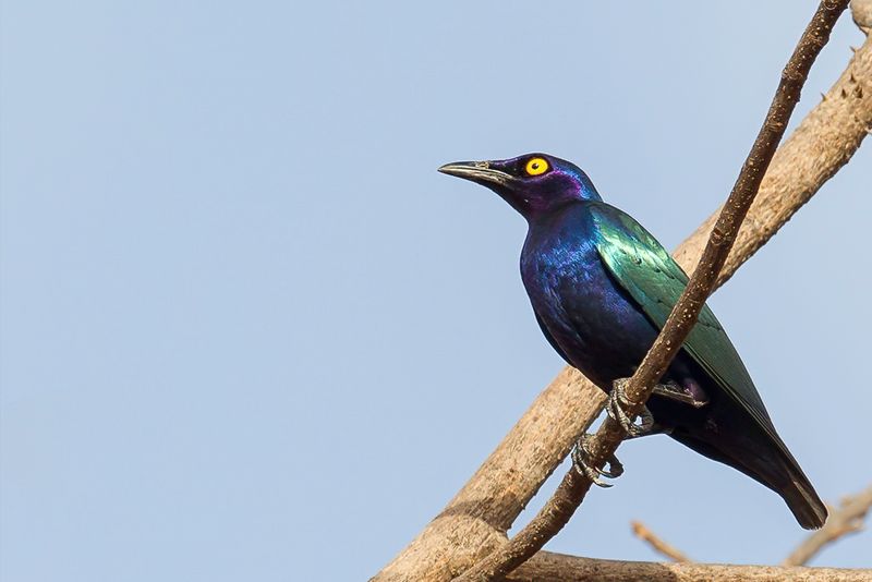 Purple Starling