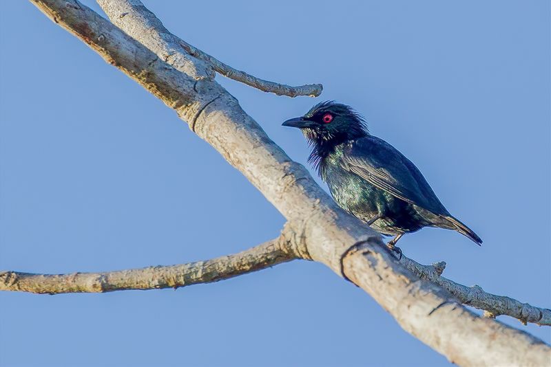 Short-tailed Starling