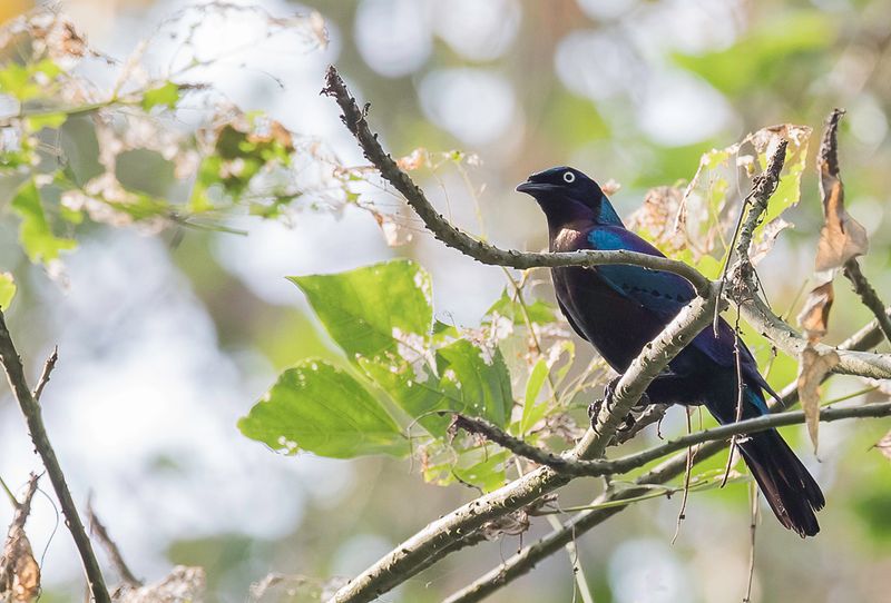 Splendid Starling