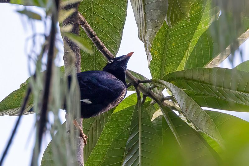 Sri Lanka Hill Myna