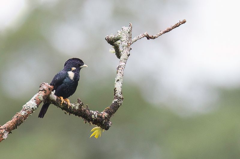 Sulawesi Myna