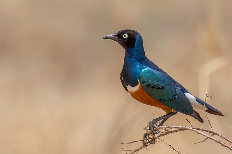 Superb Starling