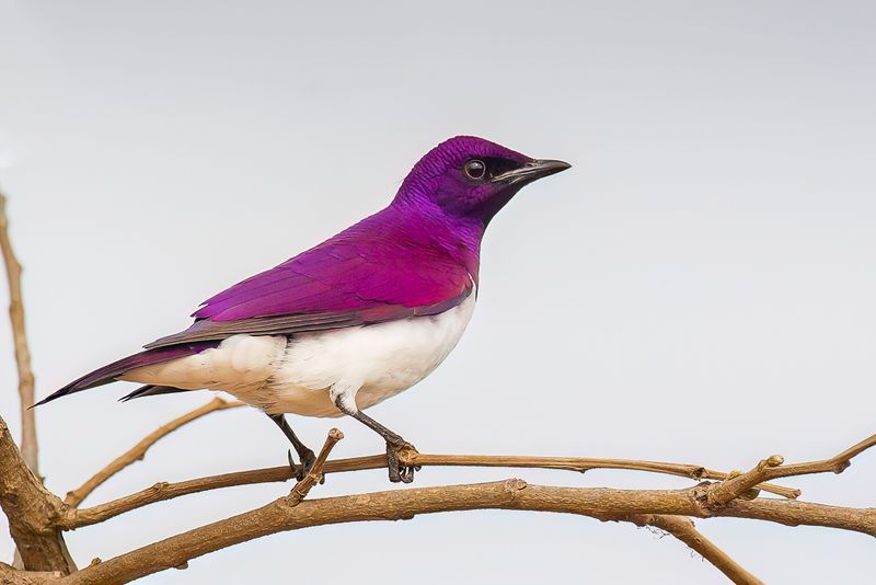 Violet-backed Starling (m)