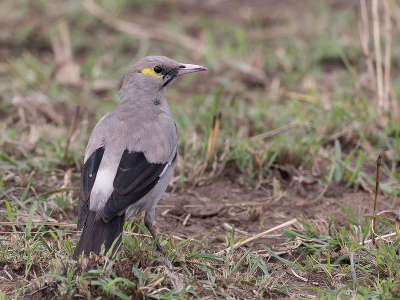 Wattled Starling