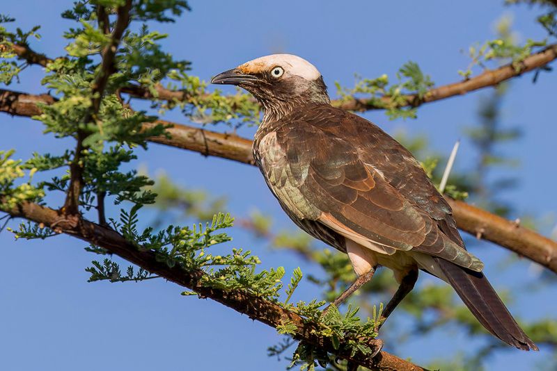 White-crowned Starling